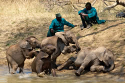 elephants muzovu 250px