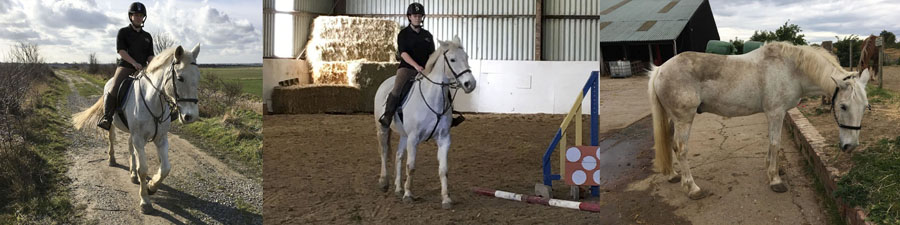 horse